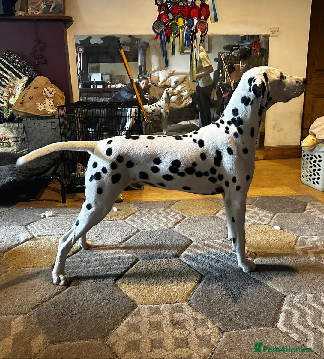 Dalmatian dogs for stud: Outstanding, health tested KC reg male| proven in Aberdare - Advert 4