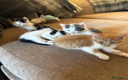 British Shorthair cats for sale: Stunning colour litter of kittens  - Image 10