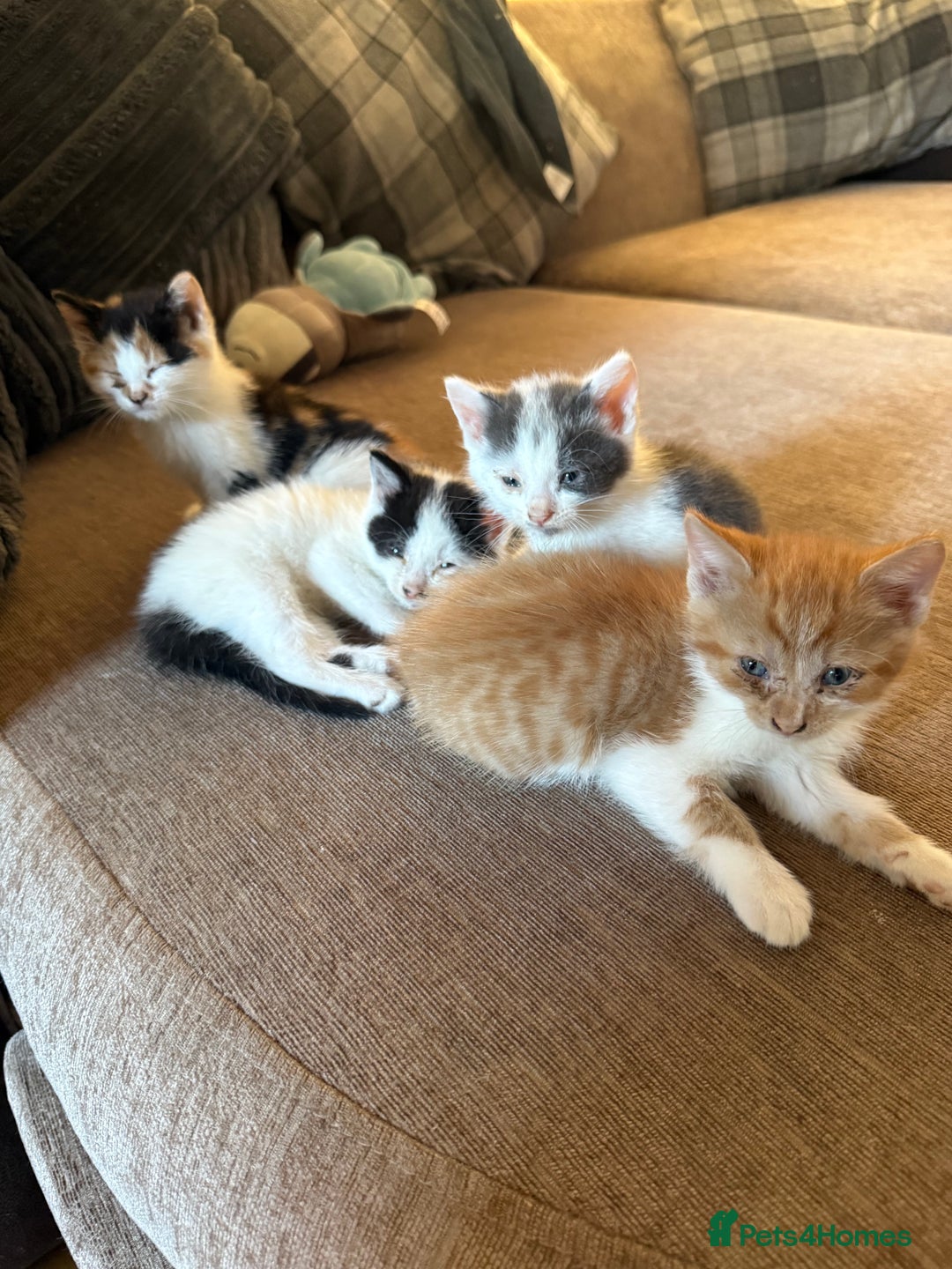 British Shorthair cats for sale: Stunning colour litter of kittens  - Image 10
