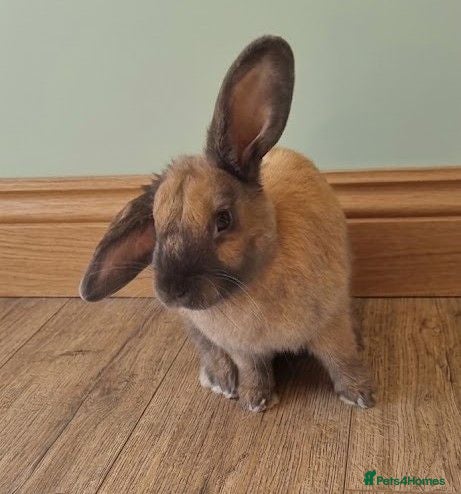 Mixed Breed rabbits Friendly 4 month old male - Advert 1