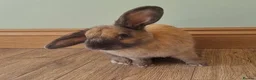 Mixed Breed rabbits for sale: Friendly 4 month old male - Advert 1
