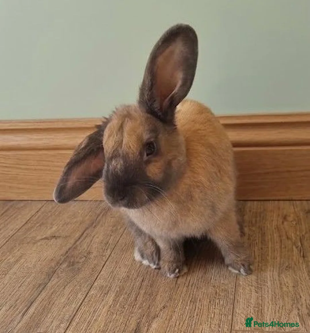 Mixed Breed rabbits for sale: Friendly 4 month old male - Advert 1