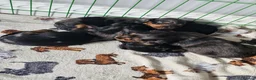 Miniature Dachshund dogs for sale: Miniature dachshunds - Advert 7