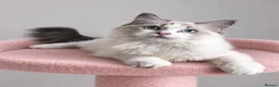 Ragdoll cats for sale: Beautiful TICA Registered Ragdoll Kittens - Advert 17