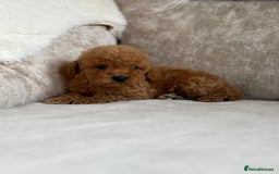 Miniature Poodle dogs for sale: 4 gorgeous miniature girl poodles - Advert 10