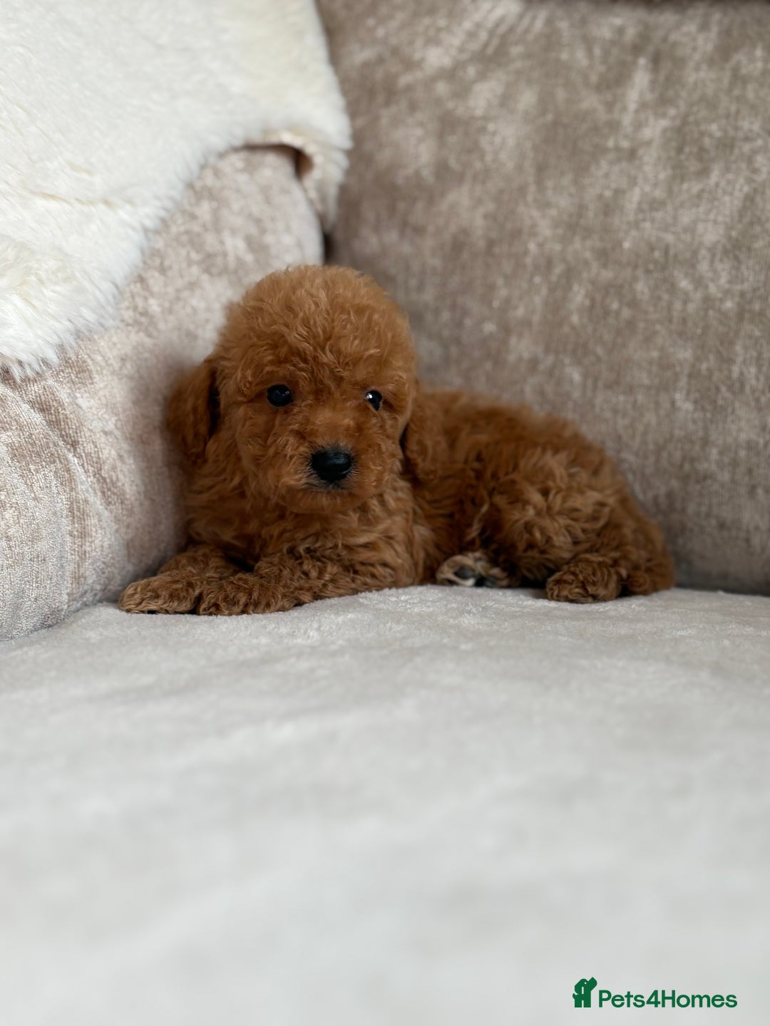 Miniature Poodle dogs for sale: 4 gorgeous miniature girl poodles - Advert 10