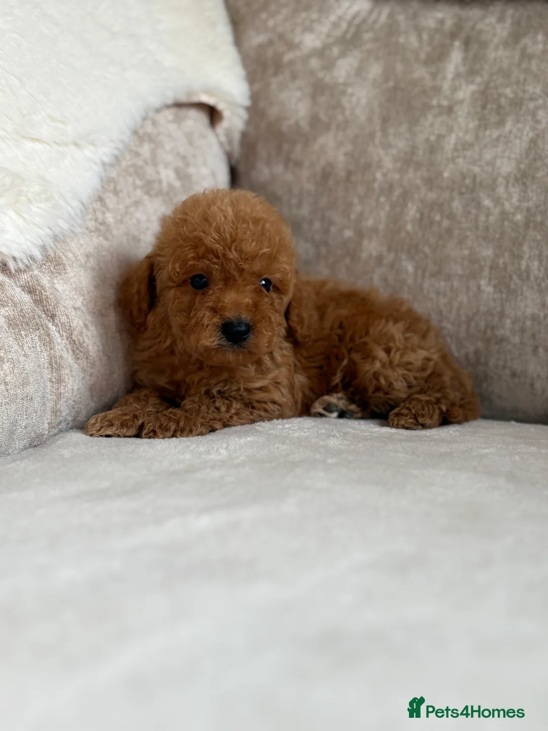 Miniature Poodle dogs for sale: 4 gorgeous miniature girl poodles - Advert 10