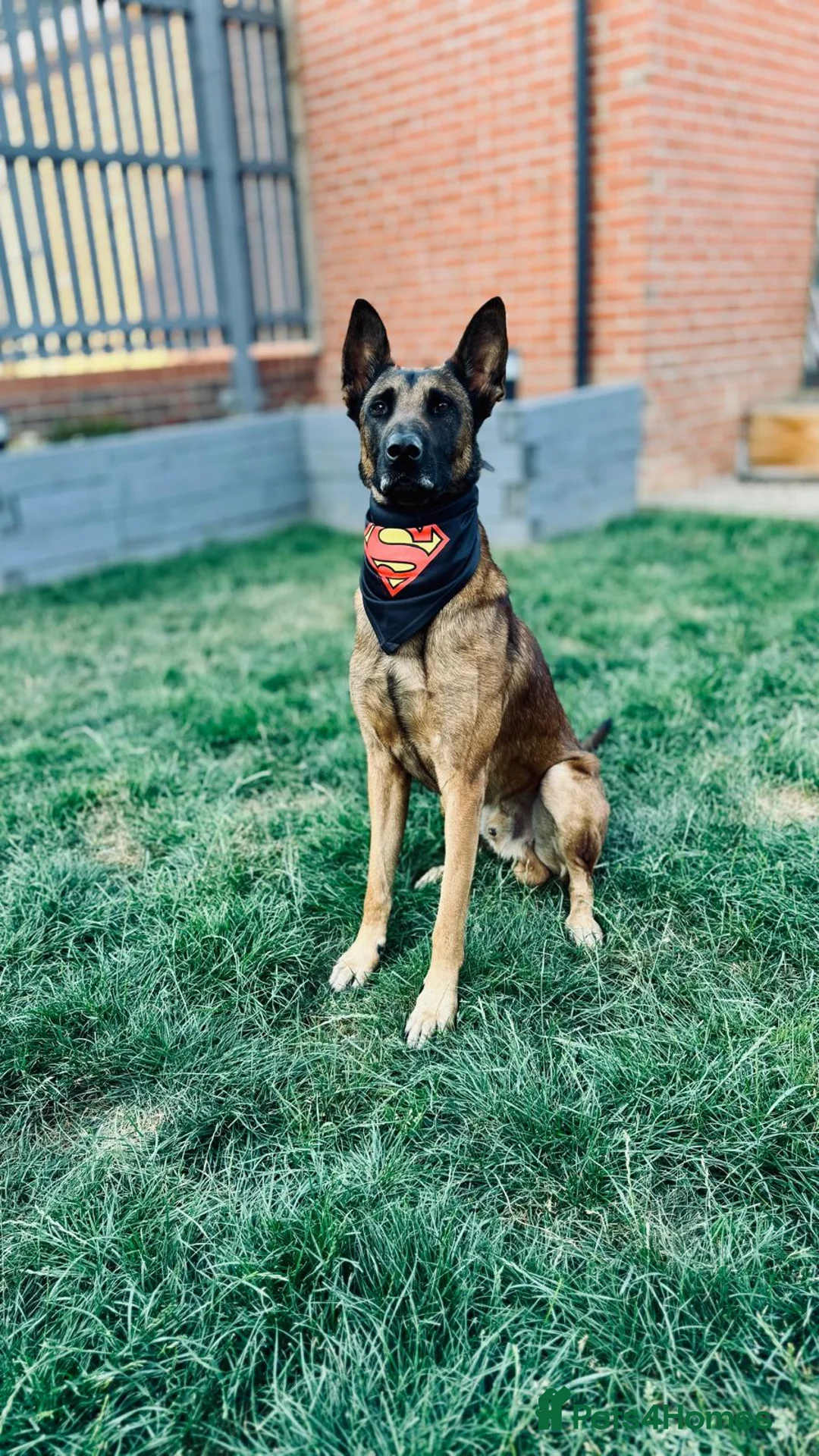 Mixed Breed dogs for sale: Belgian x Dutch Shepherd – Goofy in Newcastle upon Tyne - Advert 6