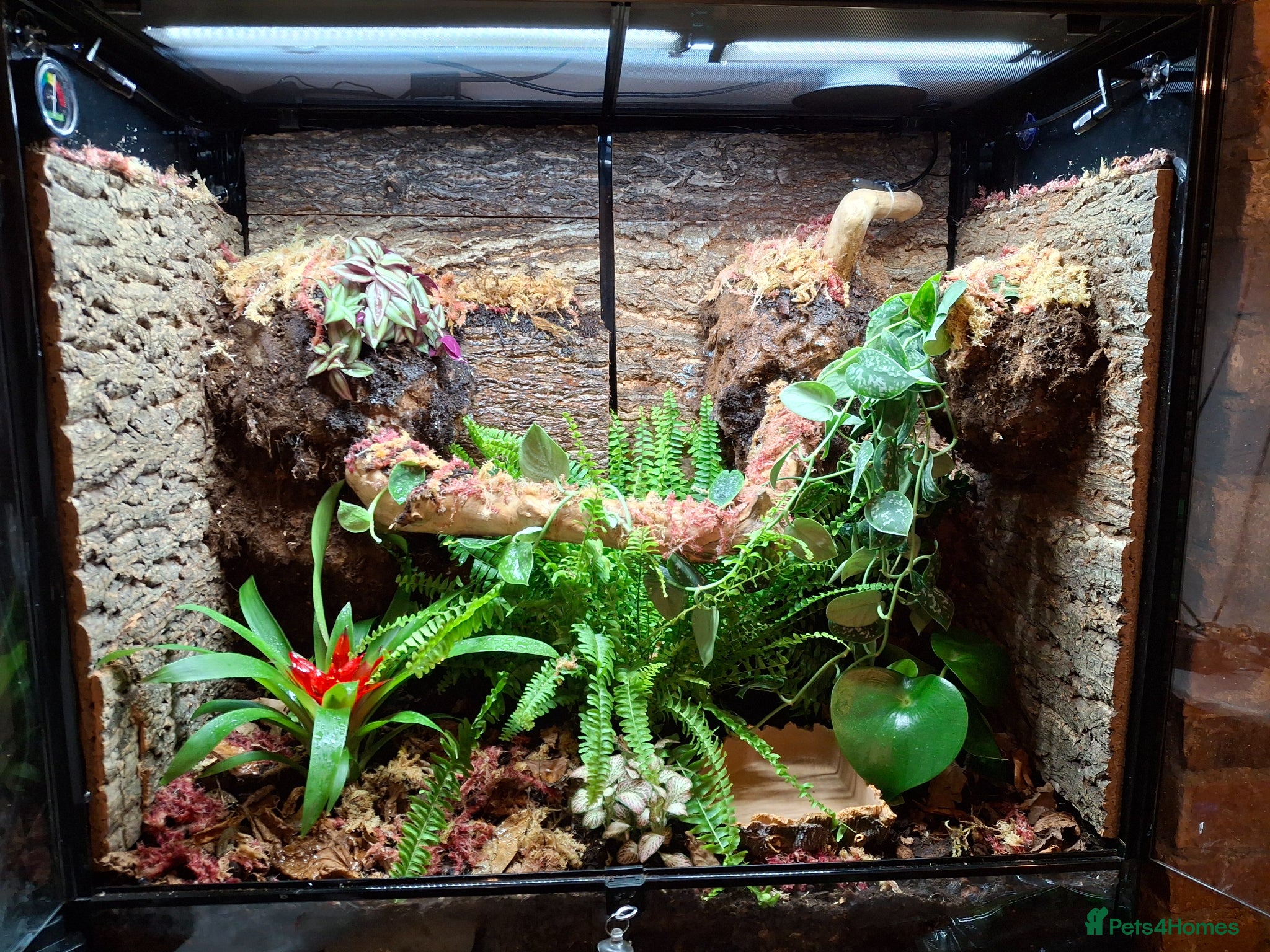 Frog reptiles 3 Borneo Eared Frogs w/setup - Advert 1
