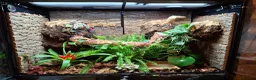 Frog reptiles for sale: 3 Borneo Eared Frogs w/setup in Hereford - Advert 1