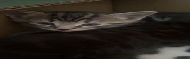 Domestic Shorthair 2
