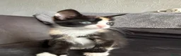 Domestic Shorthair cats for sale: 4 Adorable Domestic Shorthair Kittens - Advert 6