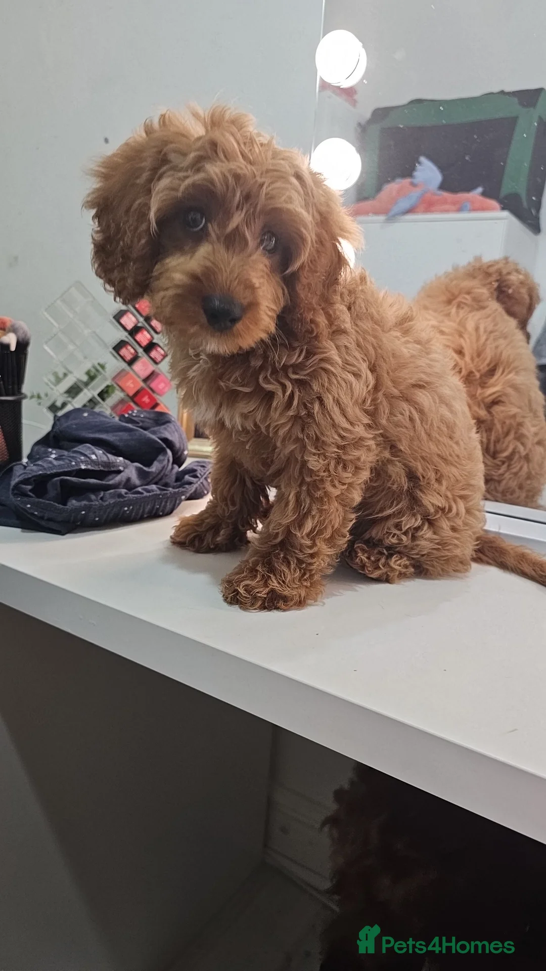 Cavapoo dogs for sale: Last of his litter and needing his forever home!! - Advert 1