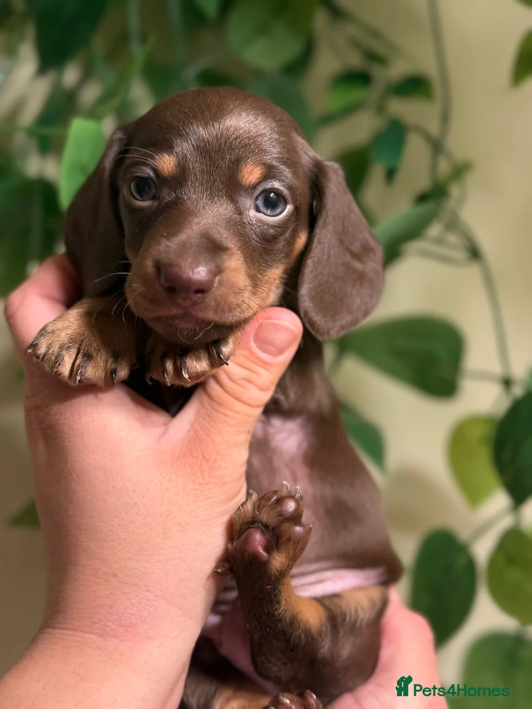Miniature Dachshund dogs for sale: ⚜️Charming Little Puppies ⚜️ - Advert 12