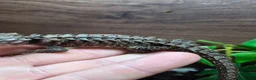 Leopard Gecko reptiles for sale: Various leopard geckos - Advert 6