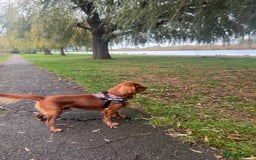 Cavalier King Charles Spaniel dogs for stud: King Charles cavalier  - Image 3