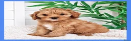 Cavapoo dogs for sale: Gorgeous cavapoo puppies from DNA tested parents - Advert 25