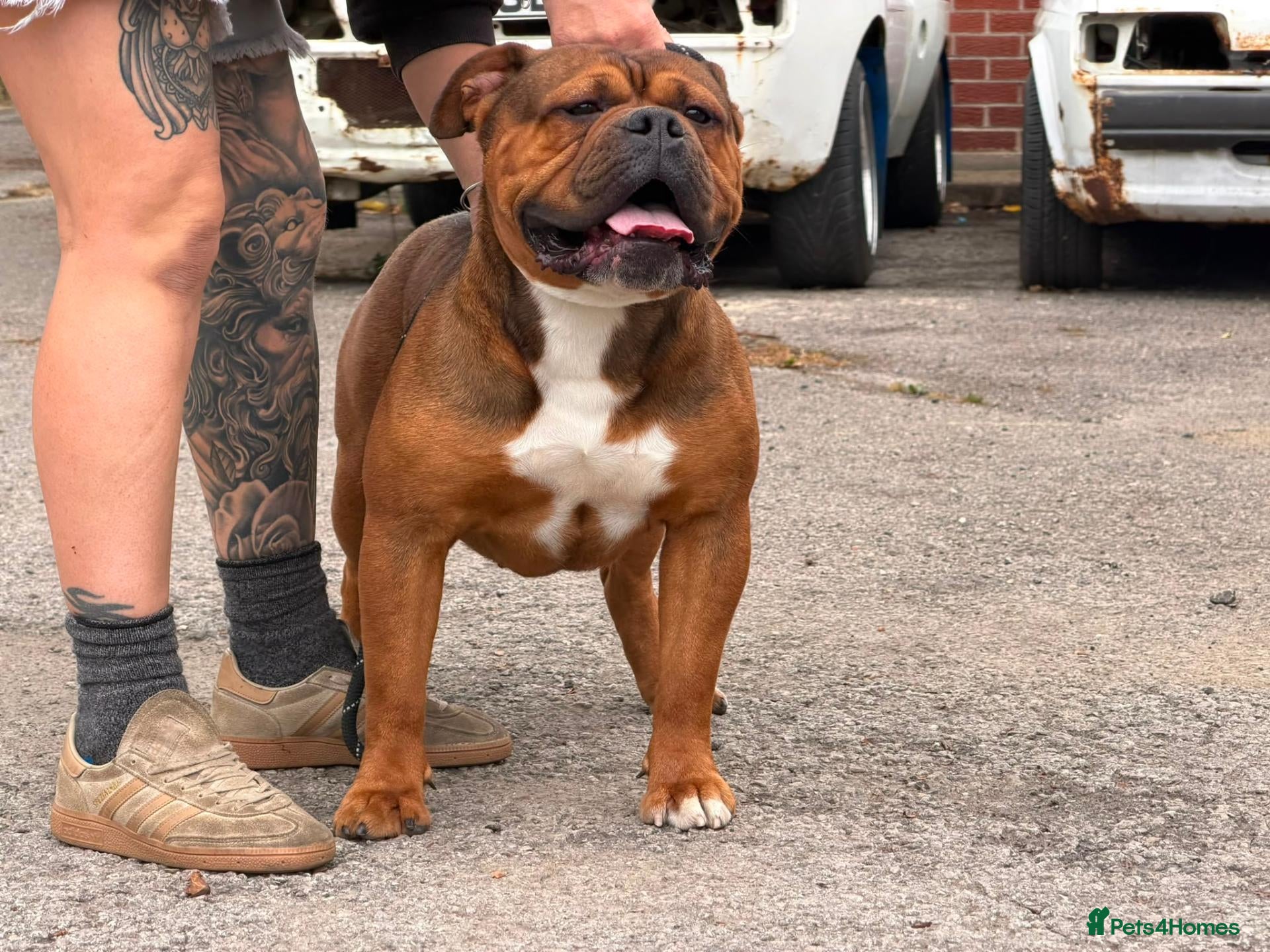 Olde English Bulldogge dogs Olde english bulldog  - Advert 1