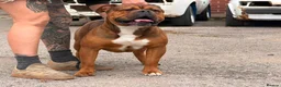 Olde English Bulldogge dogs for sale: Olde english bulldog  - Advert 6