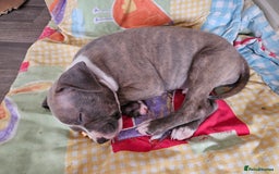Staffordshire Bull Terrier dogs for sale: RARE CLASSIC MARKINGS - Image 15