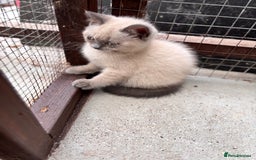 British Shorthair cats for sale: British shorthair GGCF Blue colourpoint kittens  - Image 5