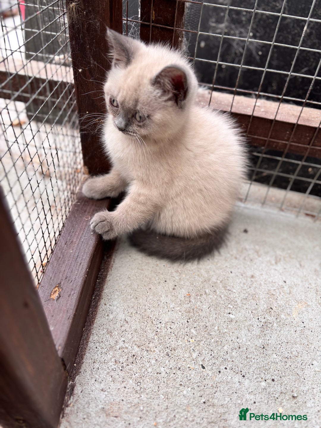 British Shorthair cats for sale: British shorthair GGCF Blue colourpoint kittens  - Image 5