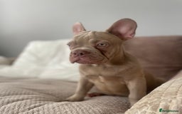 French Bulldog dogs for sale: Isabella boy  in Wickford - Image 5