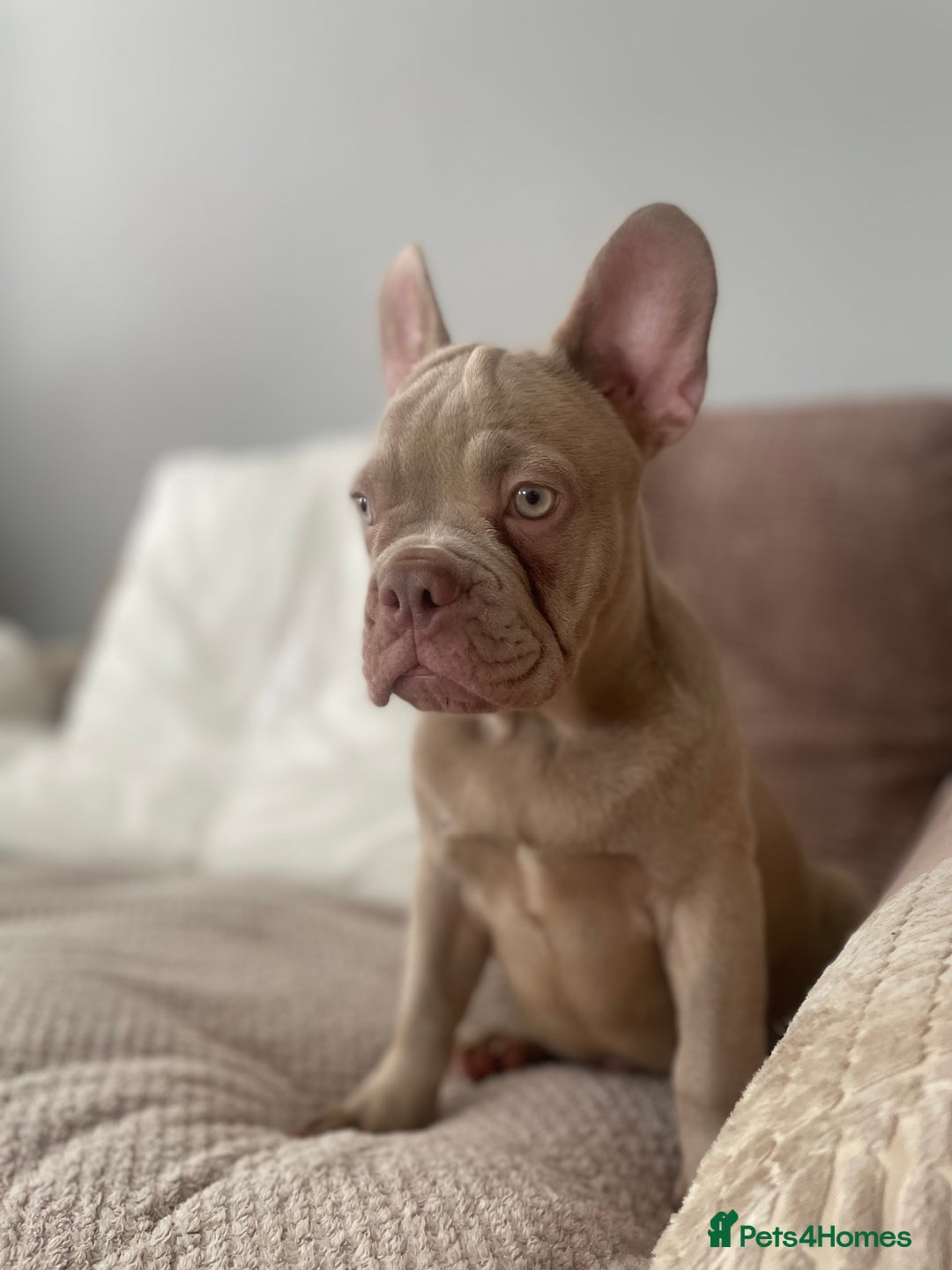 French Bulldog dogs for sale: Isabella boy  in Wickford - Image 5
