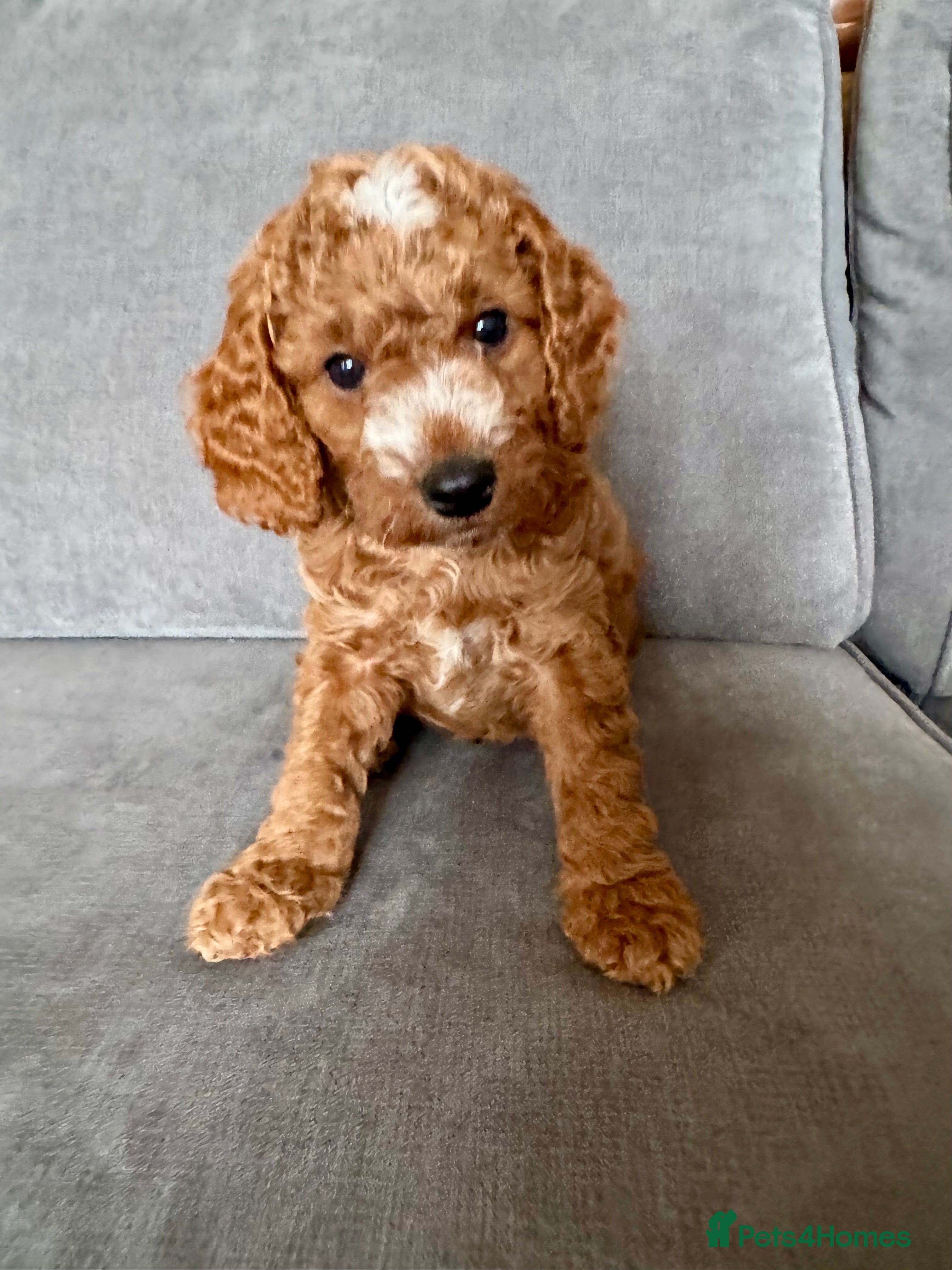 Cockapoo dogs Last boy, Cockapoo ready for Half term! - Advert 1