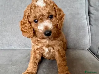 Cockapoo dogs Last boy, Cockapoo ready for Half term! - Advert 1