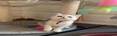 British Shorthair Kitten 4