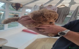 Maltipoo dogs for sale: F1b Maltipoo.   Ready to leave now  - Image 26