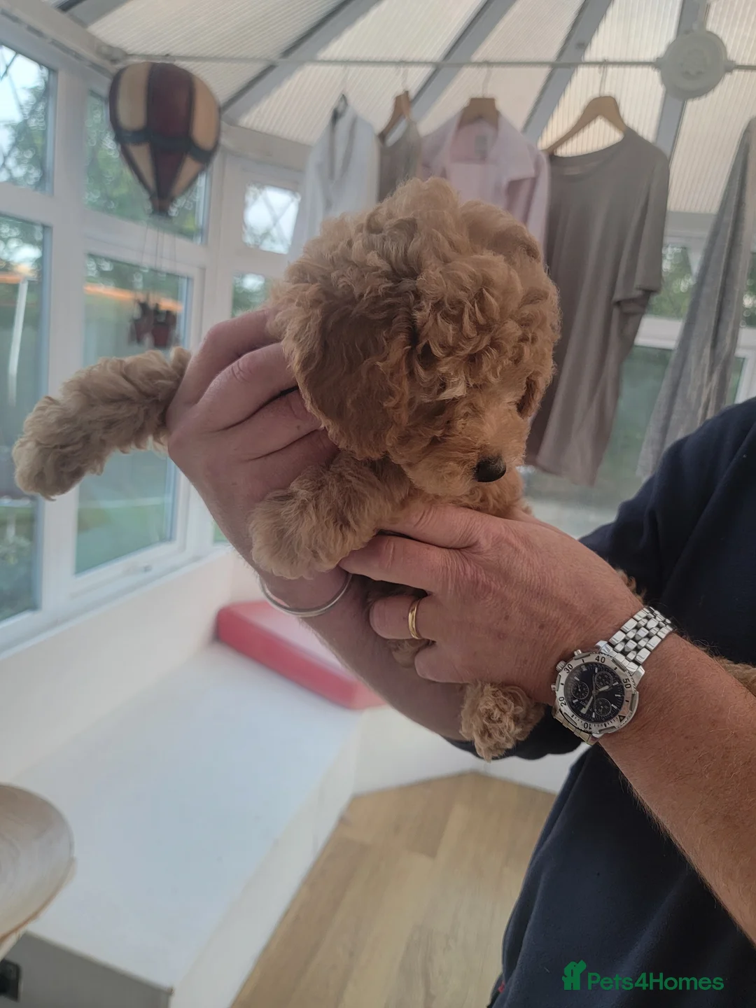 Maltipoo dogs for sale: F1b Maltipoo.   Ready to leave now  - Advert 26