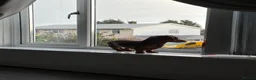 Miniature Dachshund dogs for sale: Two female miniature daschunds in Cwmbran - Advert 12