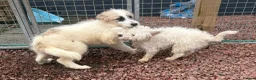 Mixed Breed dogs for adoption: Lulu The Little Survivor with the Big Personality - Advert 6