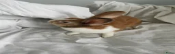 English rabbits for sale: chill bunny  in York - Advert 3
