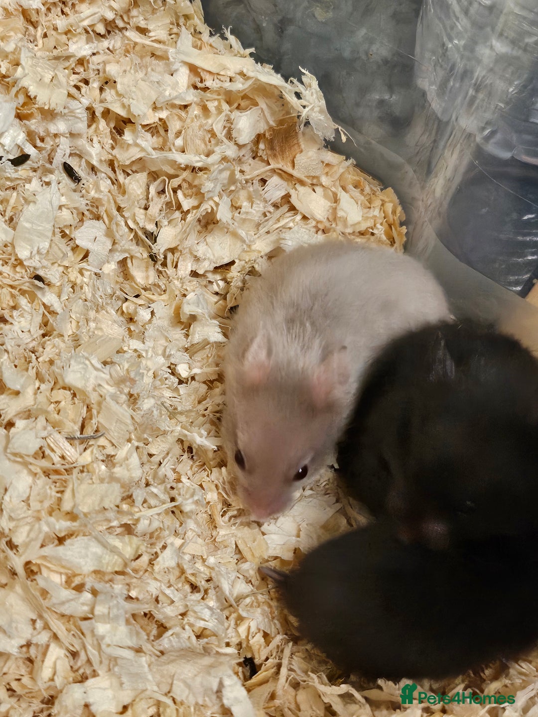 Hamster rodents for sale: Beautiful hamster babies - Image 3