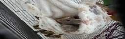Rat rodents for sale: 4x Female Rats in Hamilton - Advert 1
