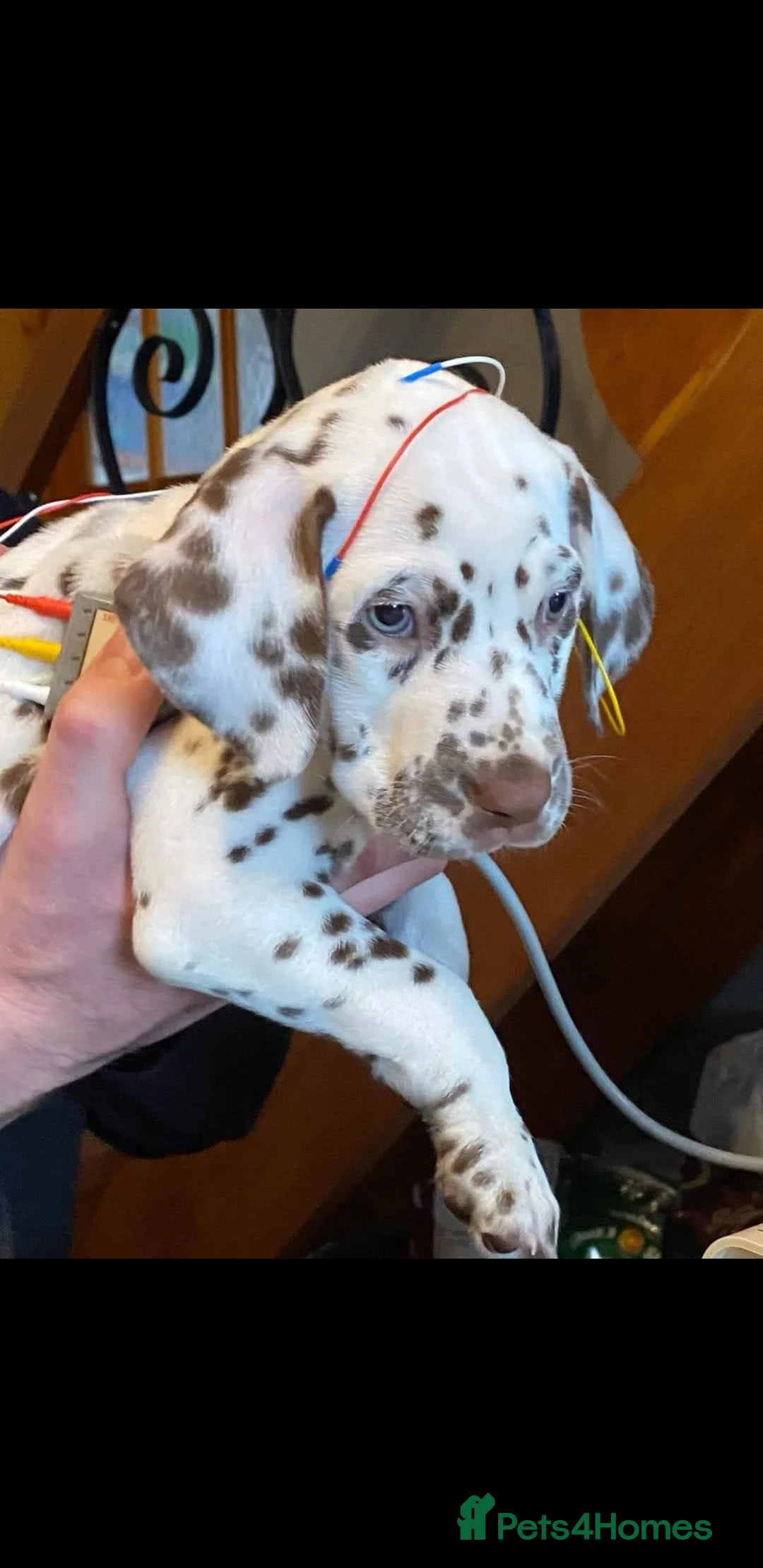 Dalmatian dogs for stud: Dalmatian stud. blue eyed Liver Spot/PROVEN in Bridgend - Advert 3