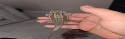 Bearded Dragon reptiles for sale: Baby beardies  - Advert 9