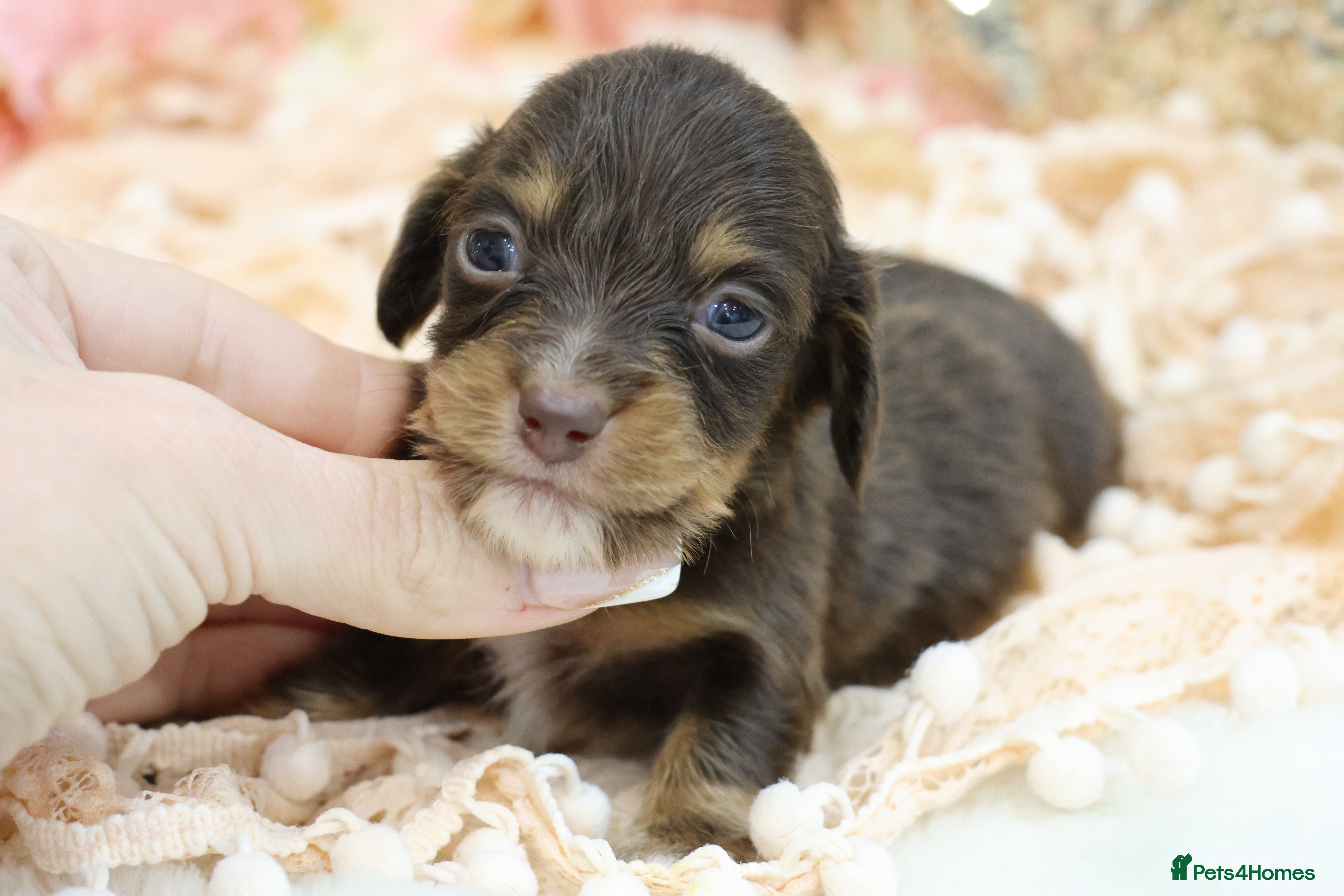 Miniature Dachshund dogs KC Longhair Miniature Dachshund Puppies - Advert 5