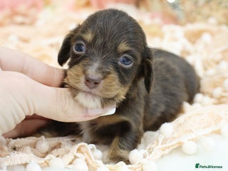 Miniature Dachshund dogs KC Longhair Miniature Dachshund Puppies - Advert 5