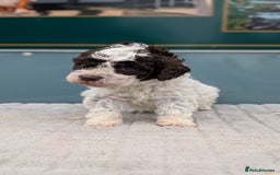 Lagotto Romagnolo dogs for sale: Brilliant litter of Lagotto  in Lockerbie - Image 10
