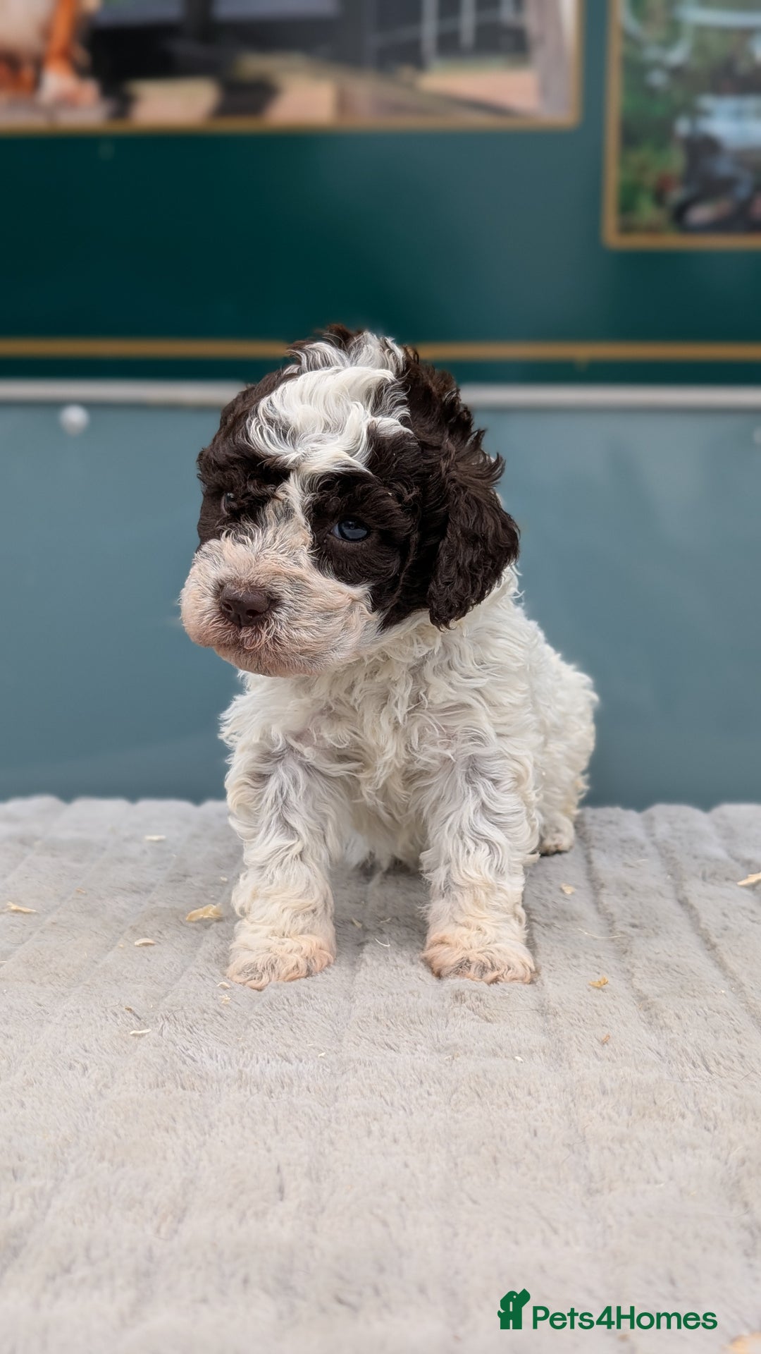 Lagotto Romagnolo dogs for sale: Brilliant litter of Lagotto  in Lockerbie - Image 10