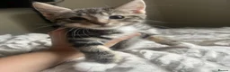 Mixed Breed cats for sale: 3 lovely kittens looking for new homes - Advert 7