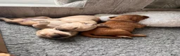 Golden Retriever dogs for sale: 🐾 Gorgeous pedigree Golden Retriever Puppies - Advert 19