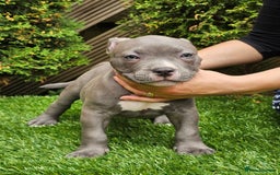 American Bully dogs for sale: 9 week old pocket bully pups, well known bloodline - Image 5