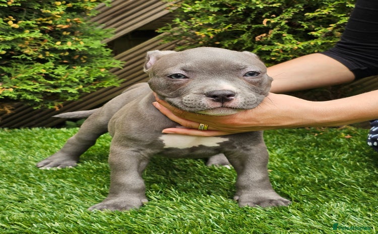 American Bully dogs - Advert 1