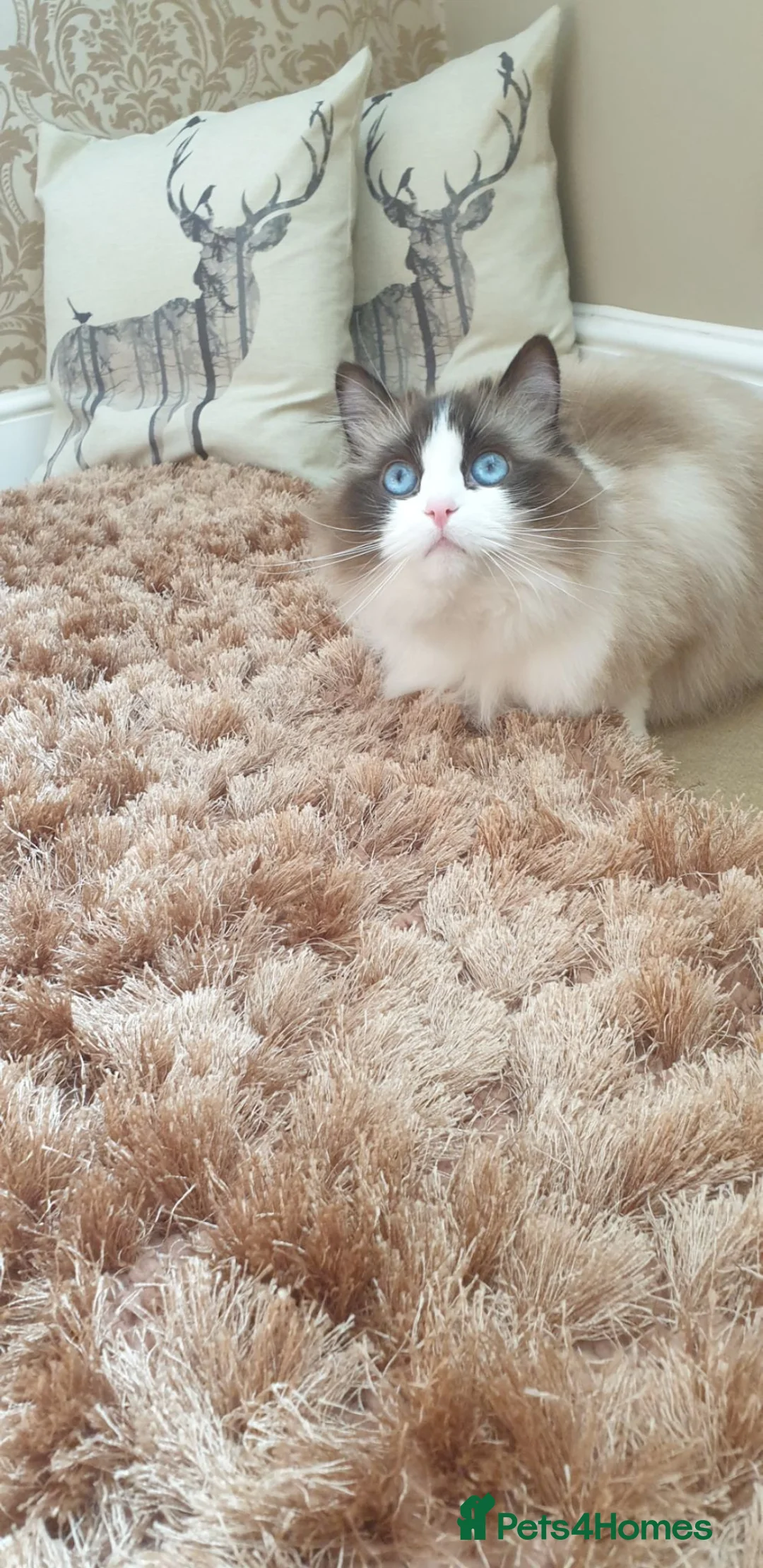 Ragdoll cats for sale: Stunning Blue Bicolour Boy - Advert 2
