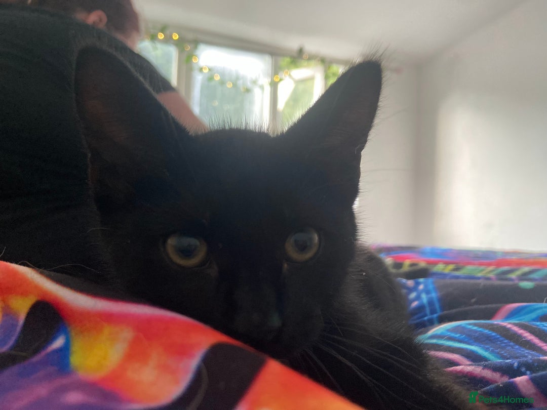 Bombay cats for sale: Black male kitten  - Image 1